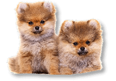 Pet Grooming Santa Rosa | Hair of the Dog