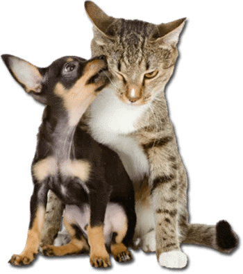 pet-grooming-santa-rosa-ca.png