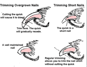 Toe Nail Trim